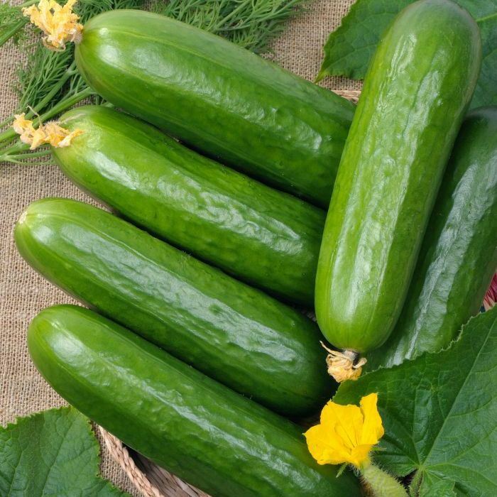  || Patika Botanik | Tohumlar, Sebze Tohumları, Çiçek Tohumları, Bitkiler, Çiçek Soğanı, Bahçe Malzemeleri, Toprak, Gübre, İlaç, Çim Alternatifi Bitkiler, Sırık Barbunya Tohumu, Renkli Kapya Biber Tohumu, Kırmızı Kıvırcık Marul Tohumu, Kaliforniya Biber Tohumu, Enginar Tohumu, Çizgili/Alaca Patlıcan Tohumu, Zinna Çiçek Tohumu, Şebboy Tohumu, Süs Ayçiçeği Tohumu, Obrizya Çiçek Tohumu, Lobelya Çiçek Tohumu, İngiliz Lavatası Tohumu, Dahlia Çiçek Tohumu, Aster Çiçeği Tohumu, Mor Soğan Tohumu, Sarı Süs Biber Tohumu, Kök Kereviz Tohumu, Mor Havuç Tohumu, Göbek, İceberg Marul Tohumu, Çin Turp Tohumu, Cin Mısır Tohumu, Sakız Bakla Tohumu, Yaprak Bezelye Tohumu, Kırmızı (MOR) Lahana Tohumu, Kuru Fasulye Tohumu, Kişniş Tohumu (Aşotu), Karnabahar Tohumu, Brüksel Lahana Tohumu, Börülce Tohumu, Ananas Kavun Tohumu, Mine (Verbena) Çiçek Tohumu, Vapur Dumanı (Ageratum Houstanianum) Çiçek Tohumu, Haseki Küpesi Çiçek Tohumu, İpek - Şellaki (portulaca Grandiflora) Çiçek Tohumu, Hanımeli (Turşuluk) Oturak Fasülye Tohumu, Eymen Oturak Fasülye Tohumu, Oturak Fasulye Tohumu, Mavi Ateş Çiçeği Tohumu, Ayçiçeği Tohumu, Tilki Kuyruğu (Amaranthus Caudatus) Çiçek Tohumu, Sille Gülü, Saray Patı (kasım Patı) Çiçek Tohumu, Samanyolu ( Cosmos L.) Çiçek Tohumu, Karagöz (Tagetes L.) Çiçek Tohumu, Hercai Menekşe (Viola) Çiçek Tohumu, Gece Güzeli (Datura L.) Çiçek Tohumu, Çan (Campanula L.) Çiçek Tohumu, Nane (Mentha) Çiçek Tohumu, Kudret Narı Tohumu, Kadife Çiçek Tohumu, Hatim Çiçeği (Aalcea Rosea) Çiçek Tohumu, Gelincik Çiçek Tohumu, Çin Karanfili (Dianthus Chinensis) Çiçek Tohumu, Boru (PETUNYA) Çiçek Tohumu, Beybeğendi Çiçeği Tohumu, Top Fesleğen - Top Reyhan Çiçek Tohumu, Mavi Sarmaşık Çiçek Tohumu, Kuşağzı Çiçek Tohumu, Sarmaşık Çilek Tohumu, Altın Papatya Tohumu, Alman Papatya Tohumu, Akşam Sefası Tohumu, Adaçayı Tohumu, Makedon Biber Tohumu, Kiraz Biber Tohumu, Karışık Karpuz Tohumu, Kardola Biber Tohumu, Etli Demre Biber Tohumu, Çıtır Biber Tohumu, Alaca Karpuz Tohumu, Acur Tohumu, Üç Burun Köy Biber Tohumu, Topan Patlıcan Tohumu, Tatlı Mısır Tohumu, Sultani Bamya Tohumu, Geniş Yaprak Pazı Tohumu, Pat Biber Tohumu, Oturak Barbunya Tohumu, Kışlık Kıvırcık Marul Tohumu, Kınalı Bamya Tohumu, Kara Lahana Tohumu, Etli Domates Tohumu, Erkenci Domates Tohumu, Botanik Brokoli Tohumu, Bal Kabağı Tohumu, 10 Dilim Çorum Kavun Tohumu, 10 Çeşit Yeşillik Tohumu, 10 Çeşit Sebze Tohumu, Topak Kabak Tohumu, Mor Cin Biber Tohumu, Mor Çiçek Lavanta Tohumu, Papatya Tohumu, Kuşkonmaz Tohumu, Köy Salatalığı Tohumu, Kıvırcık Marul Tohumu, Kara Kabak Tohumu, Kandil Dolma Biber Tohumu, Jalepone Biber Tohumu, Siyah Karpuz Tohumu, Sırık Fasulye Tohumu, Pırasa Tohumu, Misket Biber Tohumu, Kırmızı Pancar Tohumu, Çumra Kavunu Tohumu, Çiçek Bamya Tohumu, Beyaz Lahana Tohumu, Yedikule Marul Tohumu, Semizotu Tohumu, Rio Grande (Bursa, Salçalık) Domates Tohumu, Kuzu Kulağı/Ekşiotu Tohumu, Kırmızı Turp Tohumu, Kapya Biber Tohumu, Çarliston Biber Tohumu, Taze Bezelye Tohumu, Yeşil Soğan Tohumu, Kornişon Salatalık Tohumu (Turşuluk), Kemer Patlıcan Tohumu, Kekik Tohumu, Yerli Ispanak Tohumu (Geniş Yaprak), Karışık Havuç Tohumu - Sarı Turuncu Mor Kırmızı, Fındık Turp Tohumu, Beyaz Sakız Kabak Tohumu, Turşuluk Süs Biberi Tohumu, Sarmaşık - Gündüz Safası Tohumu, Çengelköy Salatalık Tohumu, Yeşil Fesleğen/Reyhan Tohumu, Mor Fesleğen/Reyhan Tohumu, Köy Tipi Domates Tohumu, Cherry Domates Tohumu, Şeker Pancarı Tohumu, Karışık Çiçek Tohumu, Tatlı Kıl Biber Tohumu, Acı Kıl Biber Tohumu, Dere Otu Tohumu, Maydonoz, Roka, Tere, Dere Otu Tohum Seti, Geniş Yapraklı Tere Tohumu, Roka Tohumu, Maydanoz Tohumu