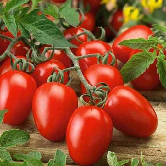  || Patika Botanik | Tohumlar, Sebze Tohumları, Çiçek Tohumları, Bitkiler, Çiçek Soğanı, Bahçe Malzemeleri, Toprak, Gübre, İlaç, Çim Alternatifi Bitkiler, Sırık Barbunya Tohumu, Renkli Kapya Biber Tohumu, Kırmızı Kıvırcık Marul Tohumu, Kaliforniya Biber Tohumu, Enginar Tohumu, Çizgili/Alaca Patlıcan Tohumu, Zinna Çiçek Tohumu, Şebboy Tohumu, Süs Ayçiçeği Tohumu, Obrizya Çiçek Tohumu, Lobelya Çiçek Tohumu, İngiliz Lavatası Tohumu, Dahlia Çiçek Tohumu, Aster Çiçeği Tohumu, Mor Soğan Tohumu, Sarı Süs Biber Tohumu, Kök Kereviz Tohumu, Mor Havuç Tohumu, Göbek, İceberg Marul Tohumu, Çin Turp Tohumu, Cin Mısır Tohumu, Sakız Bakla Tohumu, Yaprak Bezelye Tohumu, Kırmızı (MOR) Lahana Tohumu, Kuru Fasulye Tohumu, Kişniş Tohumu (Aşotu), Karnabahar Tohumu, Brüksel Lahana Tohumu, Börülce Tohumu, Ananas Kavun Tohumu, Mine (Verbena) Çiçek Tohumu, Vapur Dumanı (Ageratum Houstanianum) Çiçek Tohumu, Haseki Küpesi Çiçek Tohumu, İpek - Şellaki (portulaca Grandiflora) Çiçek Tohumu, Hanımeli (Turşuluk) Oturak Fasülye Tohumu, Eymen Oturak Fasülye Tohumu, Oturak Fasulye Tohumu, Mavi Ateş Çiçeği Tohumu, Ayçiçeği Tohumu, Tilki Kuyruğu (Amaranthus Caudatus) Çiçek Tohumu, Sille Gülü, Saray Patı (kasım Patı) Çiçek Tohumu, Samanyolu ( Cosmos L.) Çiçek Tohumu, Karagöz (Tagetes L.) Çiçek Tohumu, Hercai Menekşe (Viola) Çiçek Tohumu, Gece Güzeli (Datura L.) Çiçek Tohumu, Çan (Campanula L.) Çiçek Tohumu, Nane (Mentha) Çiçek Tohumu, Kudret Narı Tohumu, Kadife Çiçek Tohumu, Hatim Çiçeği (Aalcea Rosea) Çiçek Tohumu, Gelincik Çiçek Tohumu, Çin Karanfili (Dianthus Chinensis) Çiçek Tohumu, Boru (PETUNYA) Çiçek Tohumu, Beybeğendi Çiçeği Tohumu, Top Fesleğen - Top Reyhan Çiçek Tohumu, Mavi Sarmaşık Çiçek Tohumu, Kuşağzı Çiçek Tohumu, Sarmaşık Çilek Tohumu, Altın Papatya Tohumu, Alman Papatya Tohumu, Akşam Sefası Tohumu, Adaçayı Tohumu, Makedon Biber Tohumu, Kiraz Biber Tohumu, Karışık Karpuz Tohumu, Kardola Biber Tohumu, Etli Demre Biber Tohumu, Çıtır Biber Tohumu, Alaca Karpuz Tohumu, Acur Tohumu, Üç Burun Köy Biber Tohumu, Topan Patlıcan Tohumu, Tatlı Mısır Tohumu, Sultani Bamya Tohumu, Geniş Yaprak Pazı Tohumu, Pat Biber Tohumu, Oturak Barbunya Tohumu, Kışlık Kıvırcık Marul Tohumu, Kınalı Bamya Tohumu, Kara Lahana Tohumu, Etli Domates Tohumu, Erkenci Domates Tohumu, Botanik Brokoli Tohumu, Bal Kabağı Tohumu, 10 Dilim Çorum Kavun Tohumu, 10 Çeşit Yeşillik Tohumu, 10 Çeşit Sebze Tohumu, Topak Kabak Tohumu, Mor Cin Biber Tohumu, Mor Çiçek Lavanta Tohumu, Papatya Tohumu, Kuşkonmaz Tohumu, Köy Salatalığı Tohumu, Kıvırcık Marul Tohumu, Kara Kabak Tohumu, Kandil Dolma Biber Tohumu, Jalepone Biber Tohumu, Siyah Karpuz Tohumu, Sırık Fasulye Tohumu, Pırasa Tohumu, Misket Biber Tohumu, Kırmızı Pancar Tohumu, Çumra Kavunu Tohumu, Çiçek Bamya Tohumu, Beyaz Lahana Tohumu, Yedikule Marul Tohumu, Semizotu Tohumu, Rio Grande (Bursa, Salçalık) Domates Tohumu, Kuzu Kulağı/Ekşiotu Tohumu, Kırmızı Turp Tohumu, Kapya Biber Tohumu, Çarliston Biber Tohumu, Taze Bezelye Tohumu, Yeşil Soğan Tohumu, Kornişon Salatalık Tohumu (Turşuluk), Kemer Patlıcan Tohumu, Kekik Tohumu, Yerli Ispanak Tohumu (Geniş Yaprak), Karışık Havuç Tohumu - Sarı Turuncu Mor Kırmızı, Fındık Turp Tohumu, Beyaz Sakız Kabak Tohumu, Turşuluk Süs Biberi Tohumu, Sarmaşık - Gündüz Safası Tohumu, Çengelköy Salatalık Tohumu, Yeşil Fesleğen/Reyhan Tohumu, Mor Fesleğen/Reyhan Tohumu, Köy Tipi Domates Tohumu, Cherry Domates Tohumu, Şeker Pancarı Tohumu, Karışık Çiçek Tohumu, Tatlı Kıl Biber Tohumu, Acı Kıl Biber Tohumu, Dere Otu Tohumu, Maydonoz, Roka, Tere, Dere Otu Tohum Seti, Geniş Yapraklı Tere Tohumu, Roka Tohumu, Maydanoz Tohumu