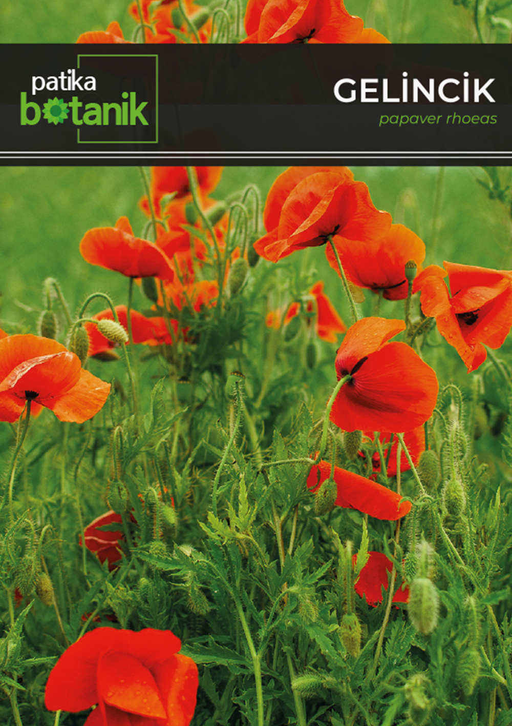 Patika Botanik | Tohumlar, Sebze Tohumları, Çiçek Tohumları, Bitkiler, Çiçek Soğanı, Bahçe Malzemeleri, Toprak, Gübre, İlaç, Çim Alternatifi Bitkiler, Sırık Barbunya Tohumu, Renkli Kapya Biber Tohumu, Kırmızı Kıvırcık Marul Tohumu, Kaliforniya Biber Tohumu, Enginar Tohumu, Çizgili/Alaca Patlıcan Tohumu, Zinna Çiçek Tohumu, Şebboy Tohumu, Süs Ayçiçeği Tohumu, Obrizya Çiçek Tohumu, Lobelya Çiçek Tohumu, İngiliz Lavatası Tohumu, Dahlia Çiçek Tohumu, Aster Çiçeği Tohumu, Mor Soğan Tohumu, Sarı Süs Biber Tohumu, Kök Kereviz Tohumu, Mor Havuç Tohumu, Göbek, İceberg Marul Tohumu, Çin Turp Tohumu, Cin Mısır Tohumu, Sakız Bakla Tohumu, Yaprak Bezelye Tohumu, Kırmızı (MOR) Lahana Tohumu, Kuru Fasulye Tohumu, Kişniş Tohumu (Aşotu), Karnabahar Tohumu, Brüksel Lahana Tohumu, Börülce Tohumu, Ananas Kavun Tohumu, Mine (Verbena) Çiçek Tohumu, Vapur Dumanı (Ageratum Houstanianum) Çiçek Tohumu, Haseki Küpesi Çiçek Tohumu, İpek - Şellaki (portulaca Grandiflora) Çiçek Tohumu, Hanımeli (Turşuluk) Oturak Fasülye Tohumu, Eymen Oturak Fasülye Tohumu, Oturak Fasulye Tohumu, Mavi Ateş Çiçeği Tohumu, Ayçiçeği Tohumu, Tilki Kuyruğu (Amaranthus Caudatus) Çiçek Tohumu, Sille Gülü, Saray Patı (kasım Patı) Çiçek Tohumu, Samanyolu ( Cosmos L.) Çiçek Tohumu, Karagöz (Tagetes L.) Çiçek Tohumu, Hercai Menekşe (Viola) Çiçek Tohumu, Gece Güzeli (Datura L.) Çiçek Tohumu, Çan (Campanula L.) Çiçek Tohumu, Nane (Mentha) Çiçek Tohumu, Kudret Narı Tohumu, Kadife Çiçek Tohumu, Hatim Çiçeği (Aalcea Rosea) Çiçek Tohumu, Gelincik Çiçek Tohumu, Çin Karanfili (Dianthus Chinensis) Çiçek Tohumu, Boru (PETUNYA) Çiçek Tohumu, Beybeğendi Çiçeği Tohumu, Top Fesleğen - Top Reyhan Çiçek Tohumu, Mavi Sarmaşık Çiçek Tohumu, Kuşağzı Çiçek Tohumu, Sarmaşık Çilek Tohumu, Altın Papatya Tohumu, Alman Papatya Tohumu, Akşam Sefası Tohumu, Adaçayı Tohumu, Makedon Biber Tohumu, Kiraz Biber Tohumu, Karışık Karpuz Tohumu, Kardola Biber Tohumu, Etli Demre Biber Tohumu, Çıtır Biber Tohumu, Alaca Karpuz Tohumu, Acur Tohumu, Üç Burun Köy Biber Tohumu, Topan Patlıcan Tohumu, Tatlı Mısır Tohumu, Sultani Bamya Tohumu, Geniş Yaprak Pazı Tohumu, Pat Biber Tohumu, Oturak Barbunya Tohumu, Kışlık Kıvırcık Marul Tohumu, Kınalı Bamya Tohumu, Kara Lahana Tohumu, Etli Domates Tohumu, Erkenci Domates Tohumu, Botanik Brokoli Tohumu, Bal Kabağı Tohumu, 10 Dilim Çorum Kavun Tohumu, 10 Çeşit Yeşillik Tohumu, 10 Çeşit Sebze Tohumu, Topak Kabak Tohumu, Mor Cin Biber Tohumu, Mor Çiçek Lavanta Tohumu, Papatya Tohumu, Kuşkonmaz Tohumu, Köy Salatalığı Tohumu, Kıvırcık Marul Tohumu, Kara Kabak Tohumu, Kandil Dolma Biber Tohumu, Jalepone Biber Tohumu, Siyah Karpuz Tohumu, Sırık Fasulye Tohumu, Pırasa Tohumu, Misket Biber Tohumu, Kırmızı Pancar Tohumu, Çumra Kavunu Tohumu, Çiçek Bamya Tohumu, Beyaz Lahana Tohumu, Yedikule Marul Tohumu, Semizotu Tohumu, Rio Grande (Bursa, Salçalık) Domates Tohumu, Kuzu Kulağı/Ekşiotu Tohumu, Kırmızı Turp Tohumu, Kapya Biber Tohumu, Çarliston Biber Tohumu, Taze Bezelye Tohumu, Yeşil Soğan Tohumu, Kornişon Salatalık Tohumu (Turşuluk), Kemer Patlıcan Tohumu, Kekik Tohumu, Yerli Ispanak Tohumu (Geniş Yaprak), Karışık Havuç Tohumu - Sarı Turuncu Mor Kırmızı, Fındık Turp Tohumu, Beyaz Sakız Kabak Tohumu, Turşuluk Süs Biberi Tohumu, Sarmaşık - Gündüz Safası Tohumu, Çengelköy Salatalık Tohumu, Yeşil Fesleğen/Reyhan Tohumu, Mor Fesleğen/Reyhan Tohumu, Köy Tipi Domates Tohumu, Cherry Domates Tohumu, Şeker Pancarı Tohumu, Karışık Çiçek Tohumu, Tatlı Kıl Biber Tohumu, Acı Kıl Biber Tohumu, Dere Otu Tohumu, Maydonoz, Roka, Tere, Dere Otu Tohum Seti, Geniş Yapraklı Tere Tohumu, Roka Tohumu, Maydanoz Tohumu